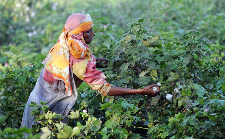 Raccolta del cotone
