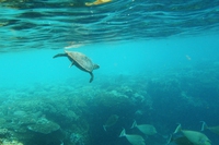 Come i droni aiutano le tartarughe marine della Costa Rica