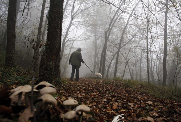 tartufo_cane_bosco