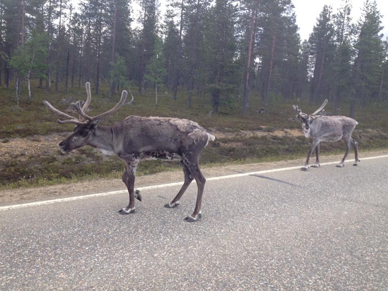 ilariacorlirenna1024