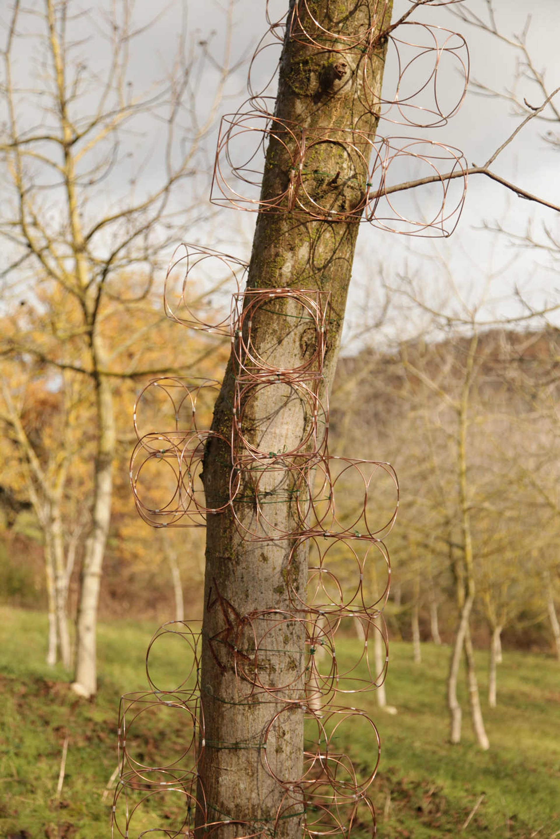 No man's land: installazione sugli alberi