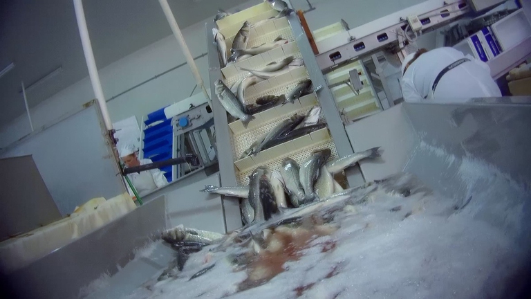 Allevamenti di orate e branzini in Grecia