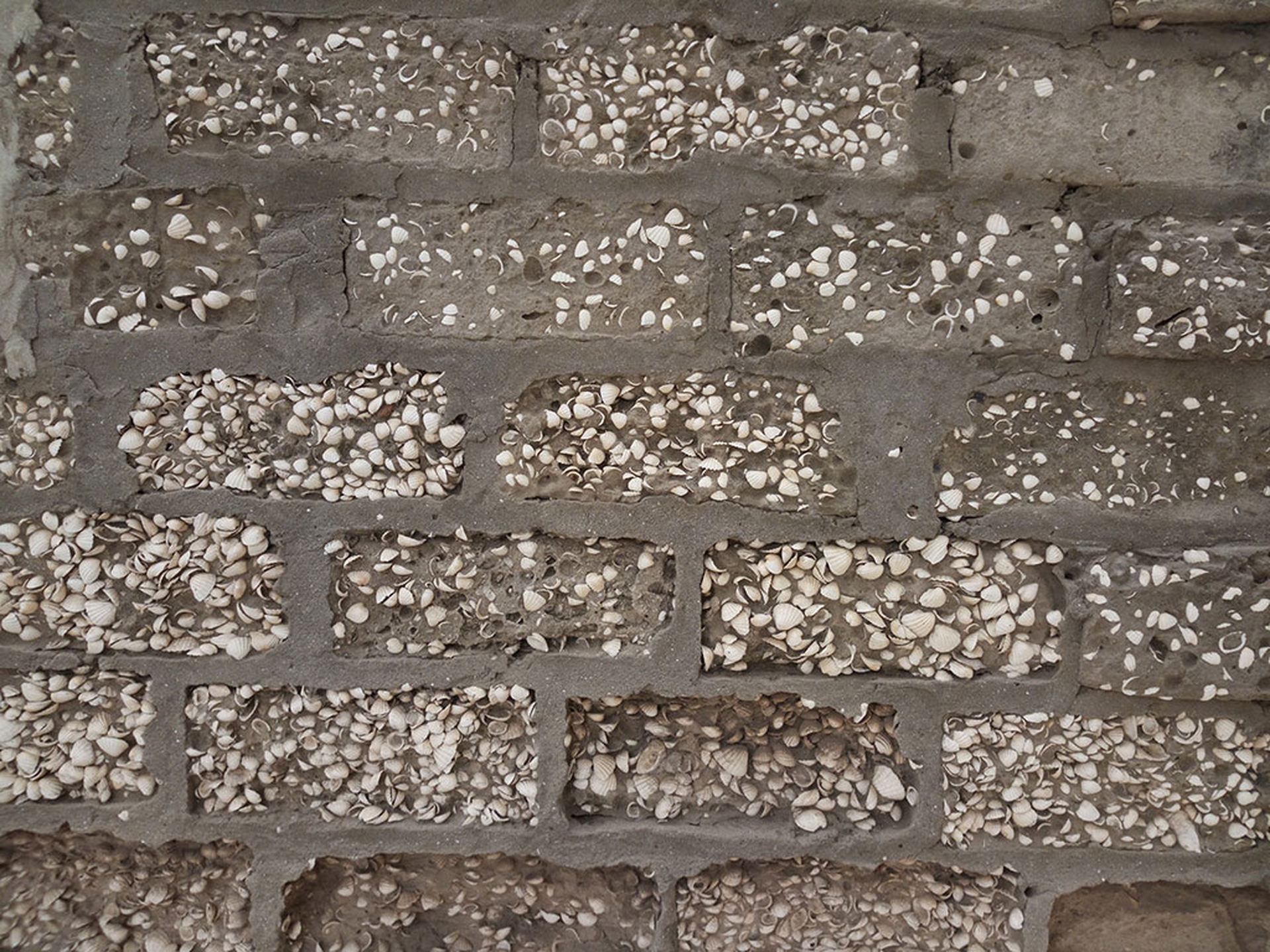 L'isola delle conchiglie