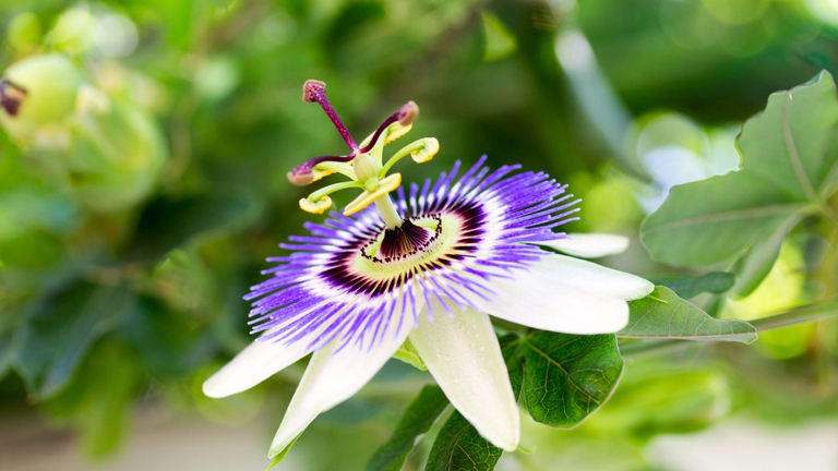 Passiflora