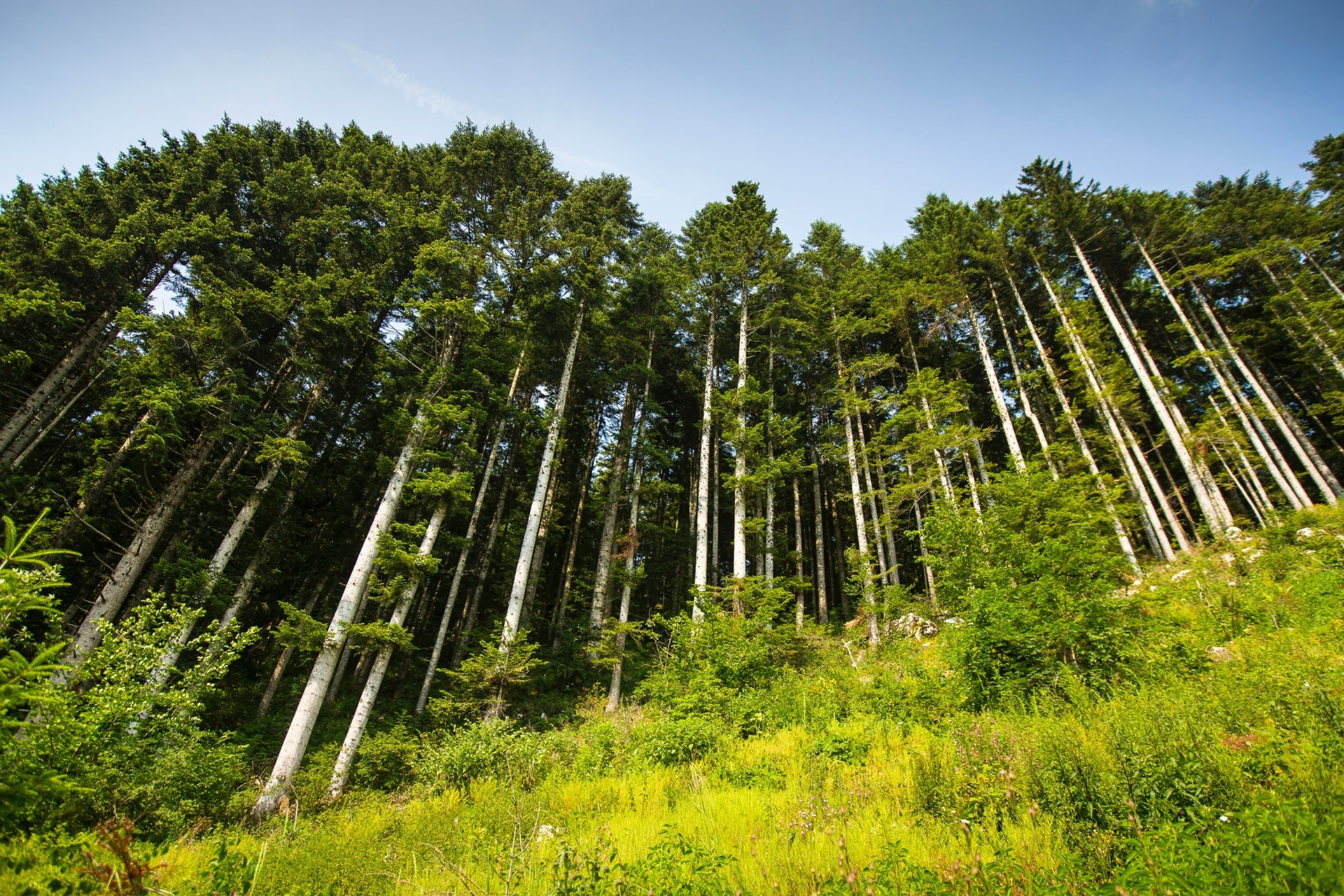 Border forest. Лес в Германии. Черный лес Германия. Немецкие леса киль.