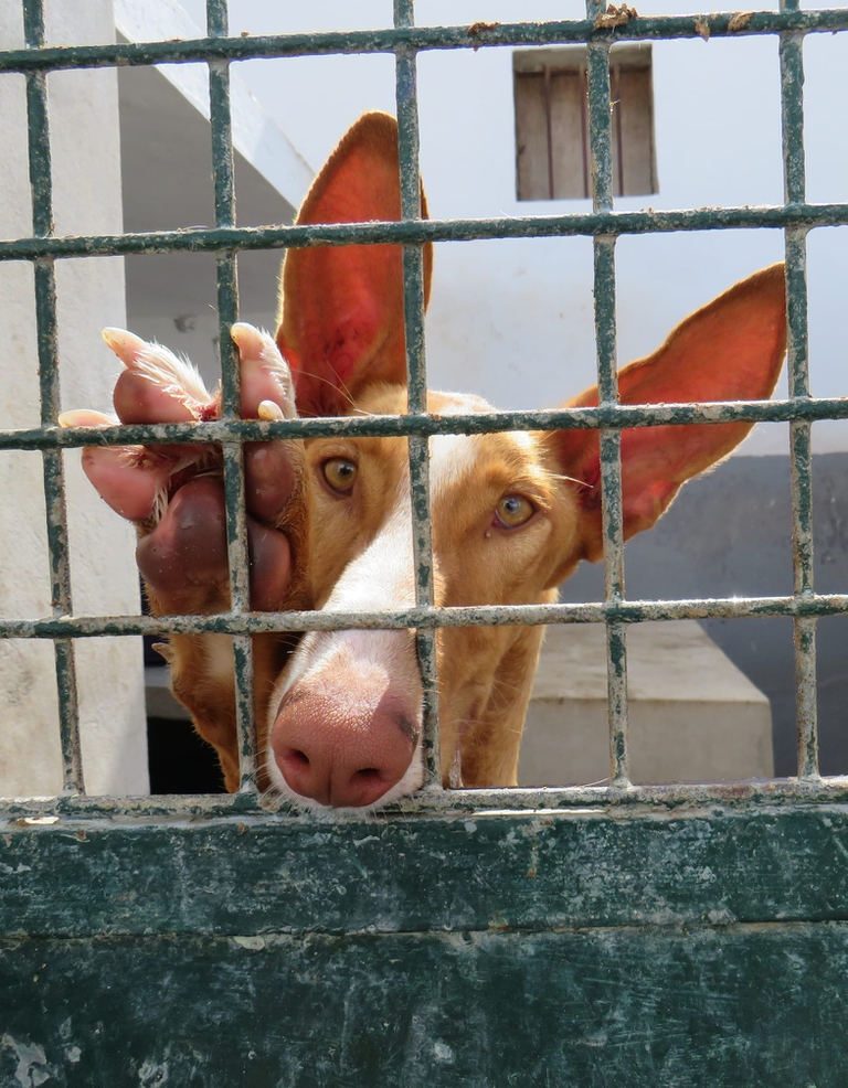 podenco in gabbia