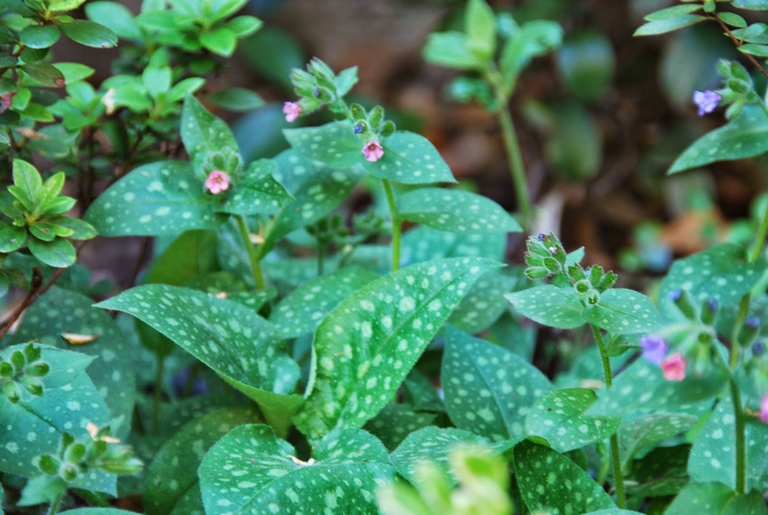 lungwort wild herbs