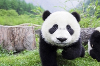 Ecco perché i cuccioli sono così carini