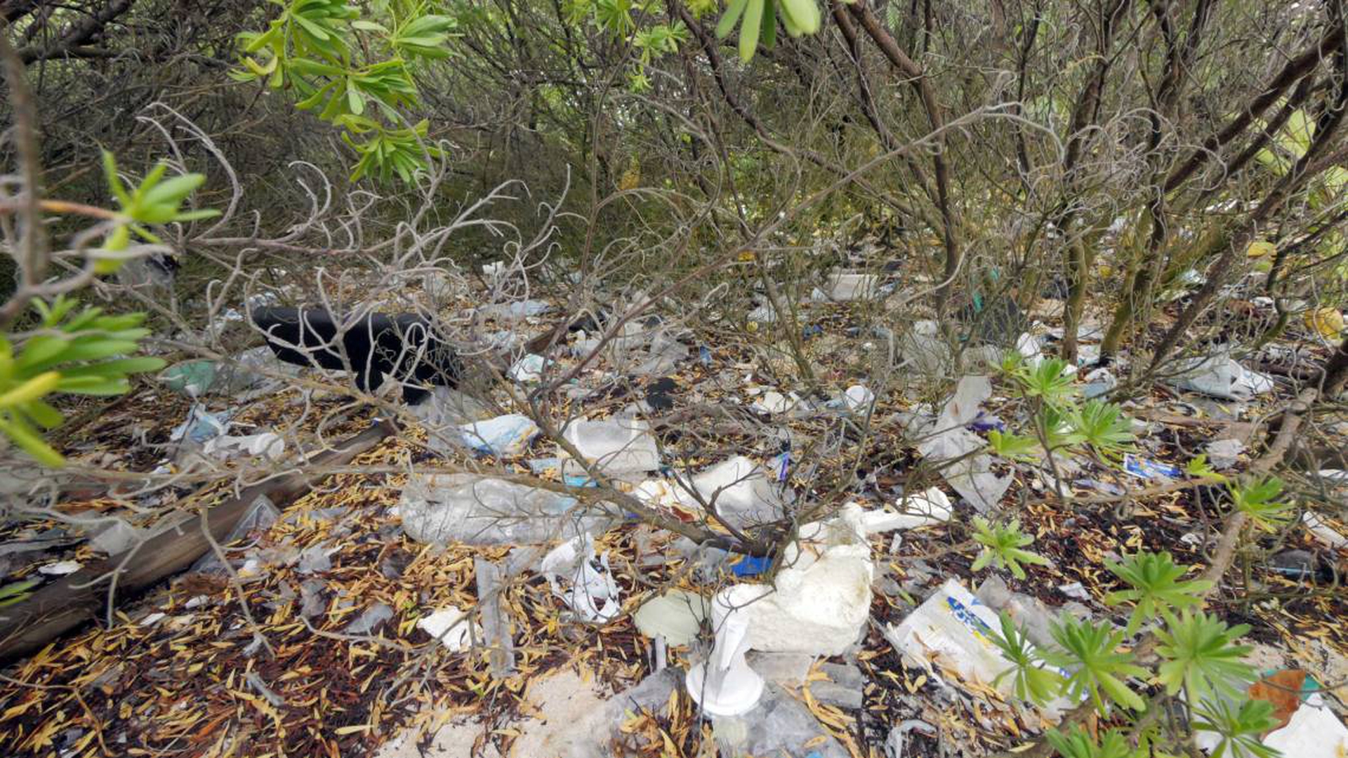 plastica isole cocos (1)