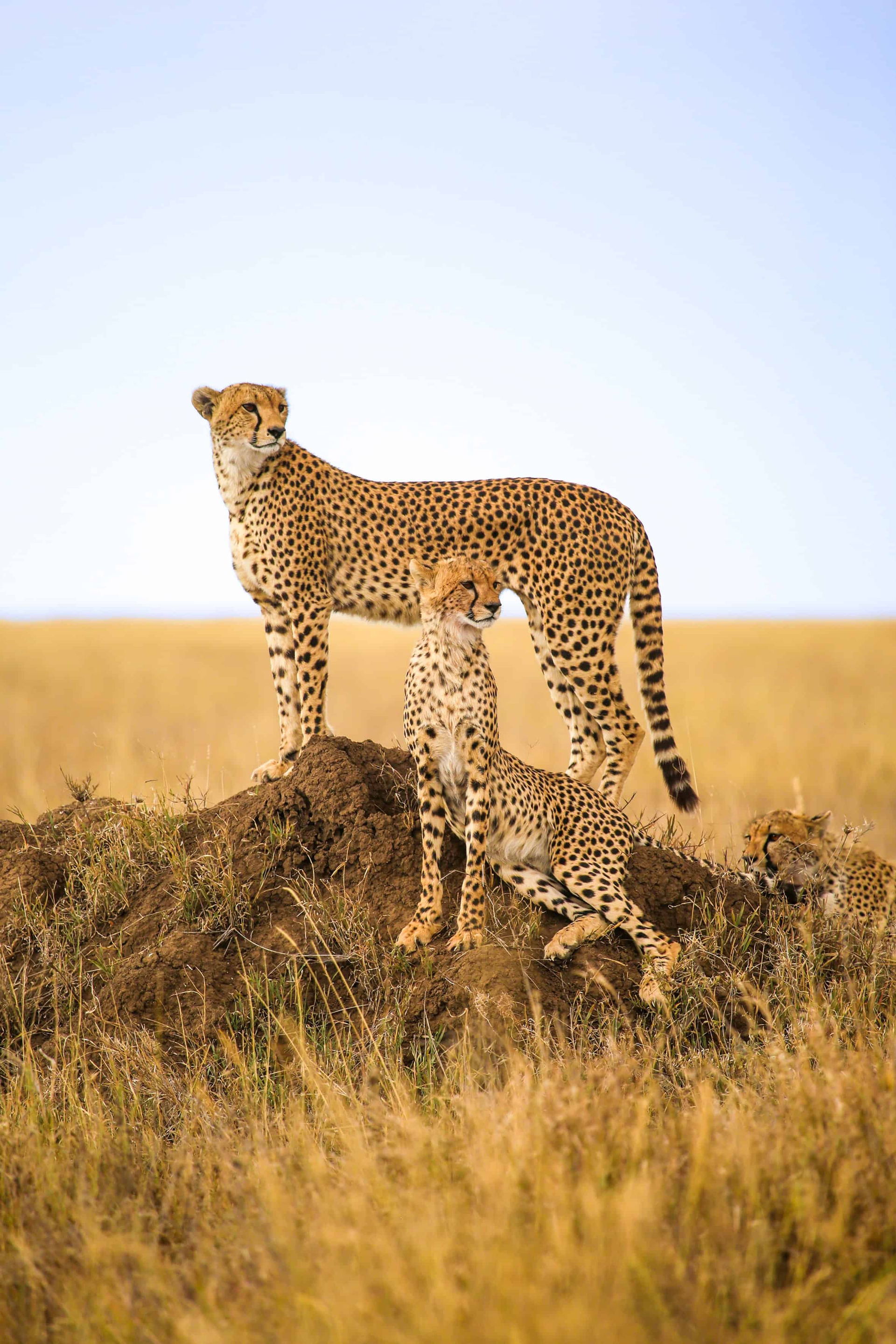 Ghepardi nel Parco del Serengeti