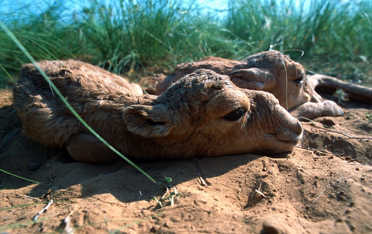 Due cuccioli di saiga