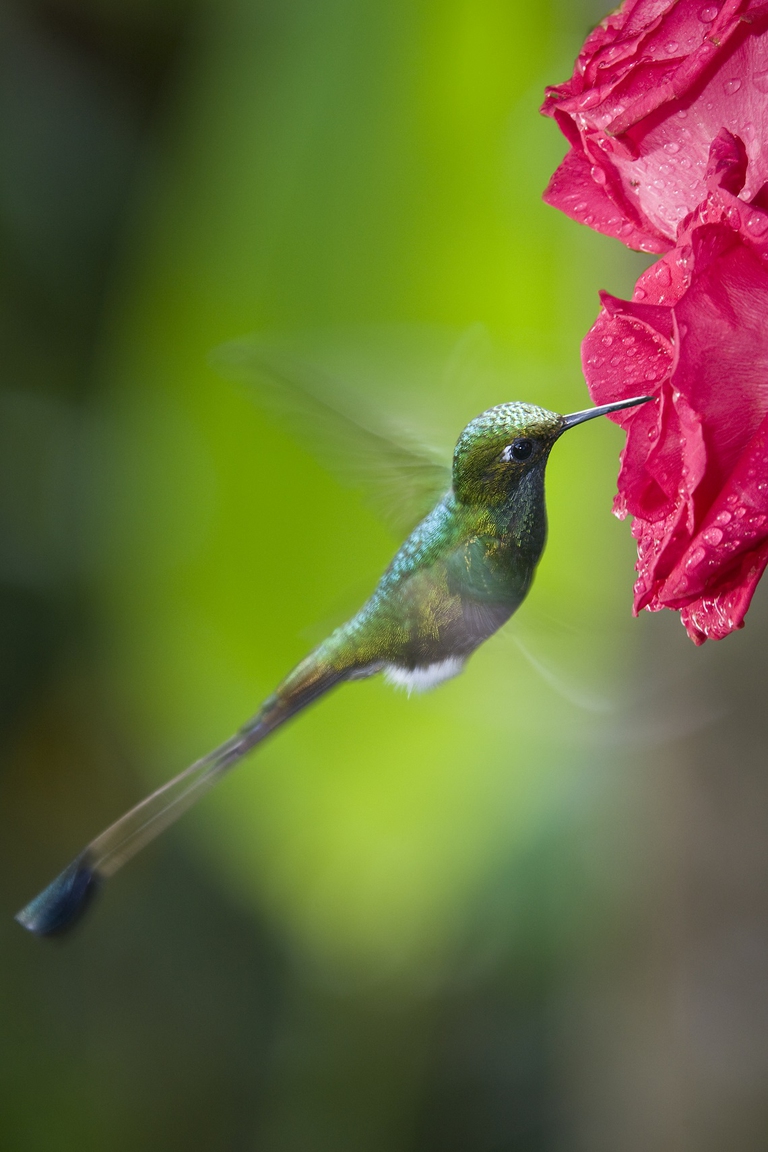 Colibrì in Ecuador