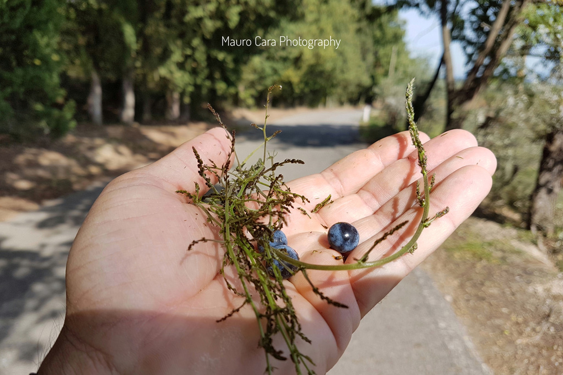 Spontaneous herbs along the journey from Florence to Siena