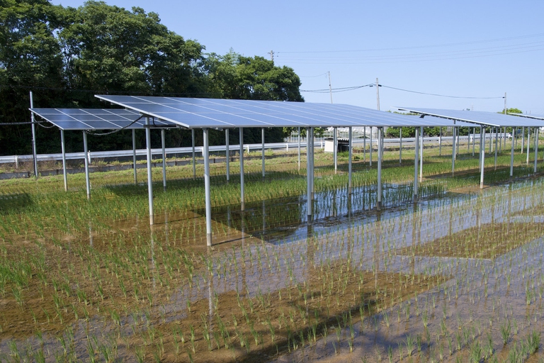 campo_agrivoltaico