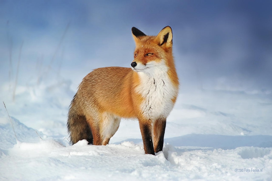 Foto vincitrice Wildlife: volpi, cambiamenti climatici e la lotta ...