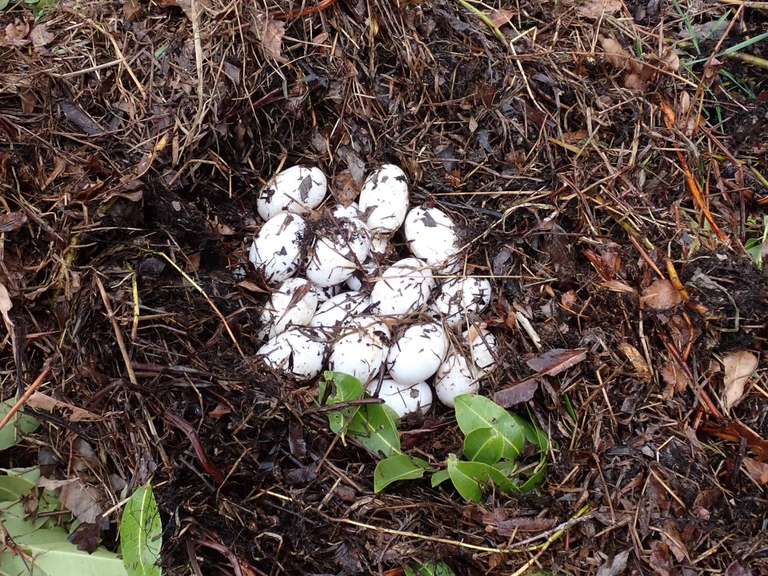 uova di coccodrillo siamese