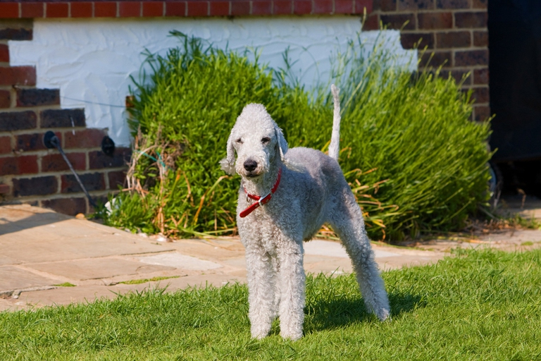 bedlington