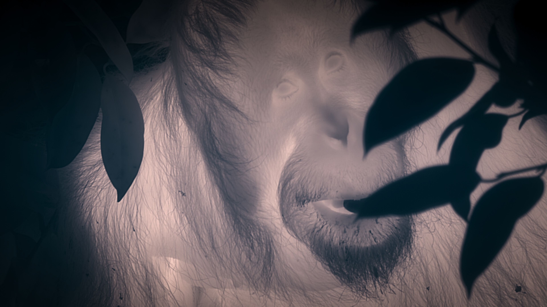 Un orangotango del Borneo