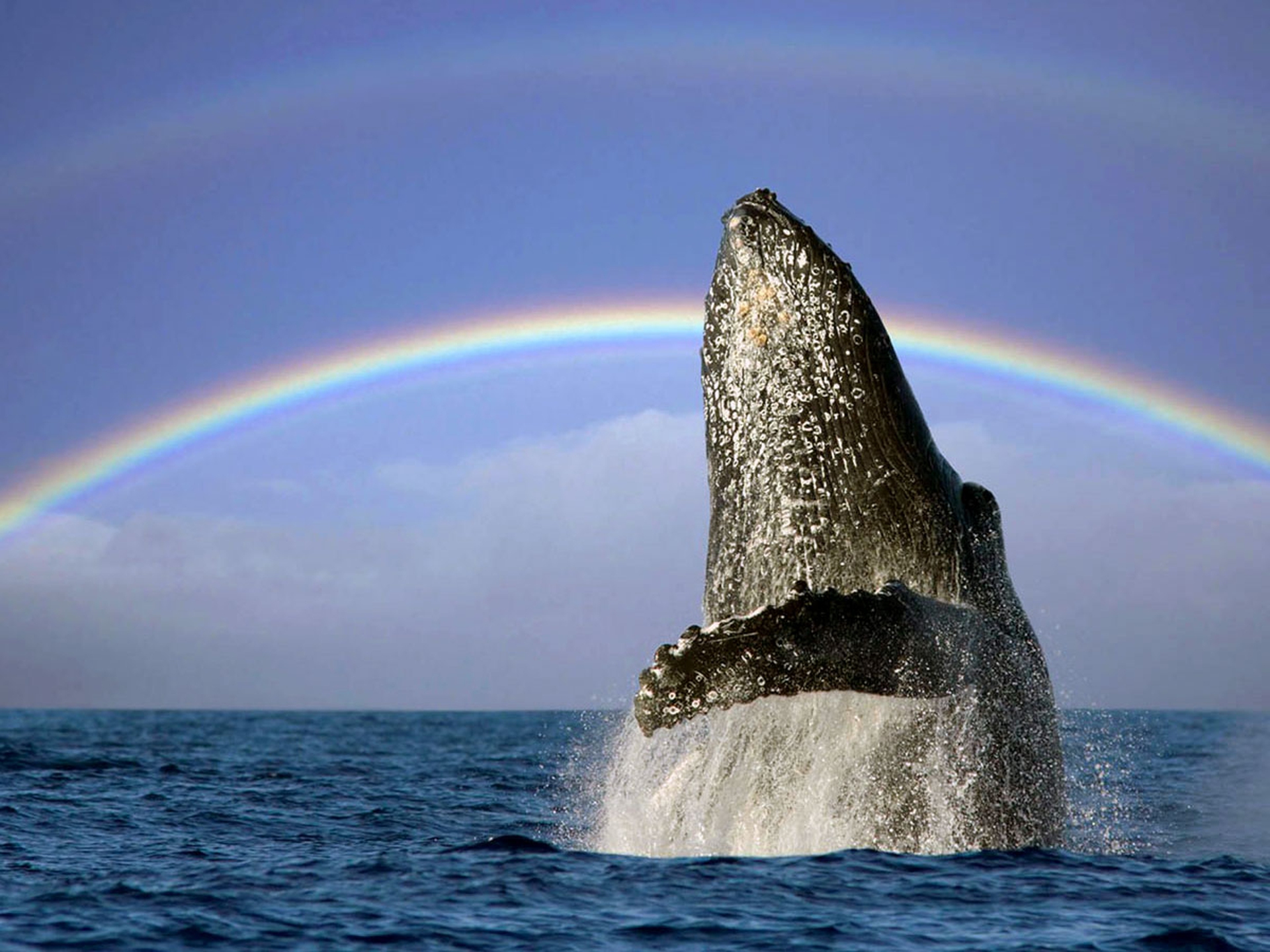 Il 13 febbraio è la Giornata mondiale delle balene