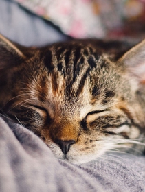 Artrosi nel gatto, una malattia dolorosa spesso sottovalutata