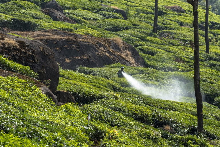 tea bushes pesticides