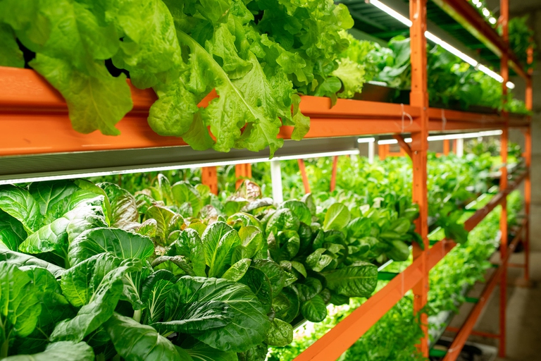 L’agricoltura verticale come soluzione per avere più cibo e meno emissioni 2 agricoltura verticale indoor