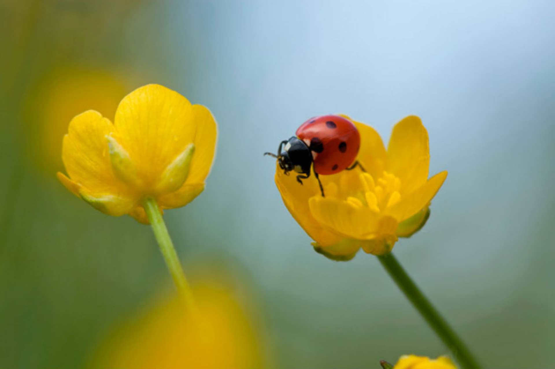 10 piante per attirare le coccinelle nel vostro giardino