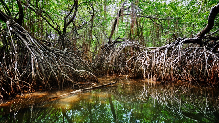 mangrovie-4