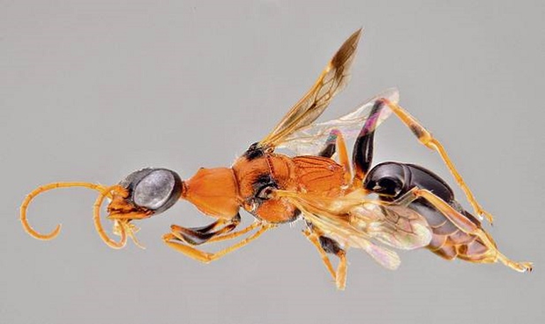 Ampulex dementor