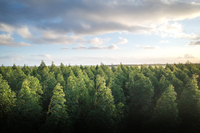 Sounds of the forest, i suoni delle foreste di tutto il mondo in un archivio digitale gratuito