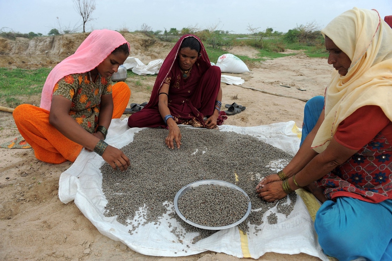 Preparazione dei semi di cotone