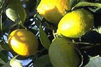 Ode al limone
