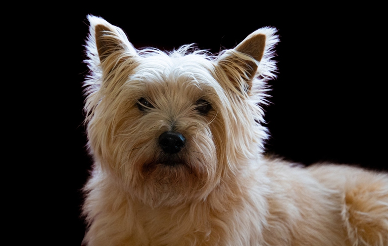 cairn terrier testa