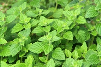 La nepitella o mentuccia, fresca menta isolana