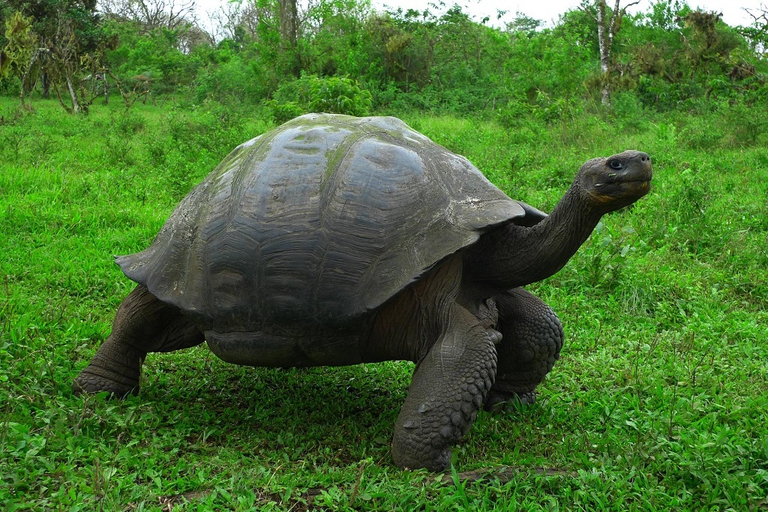 tartaruga gigante