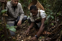 Come proteggere le foreste africane: l’esempio positivo del Gabon