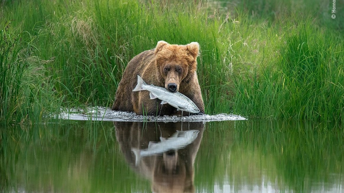 Wildlife Photographer Of The Year 2020 Milano