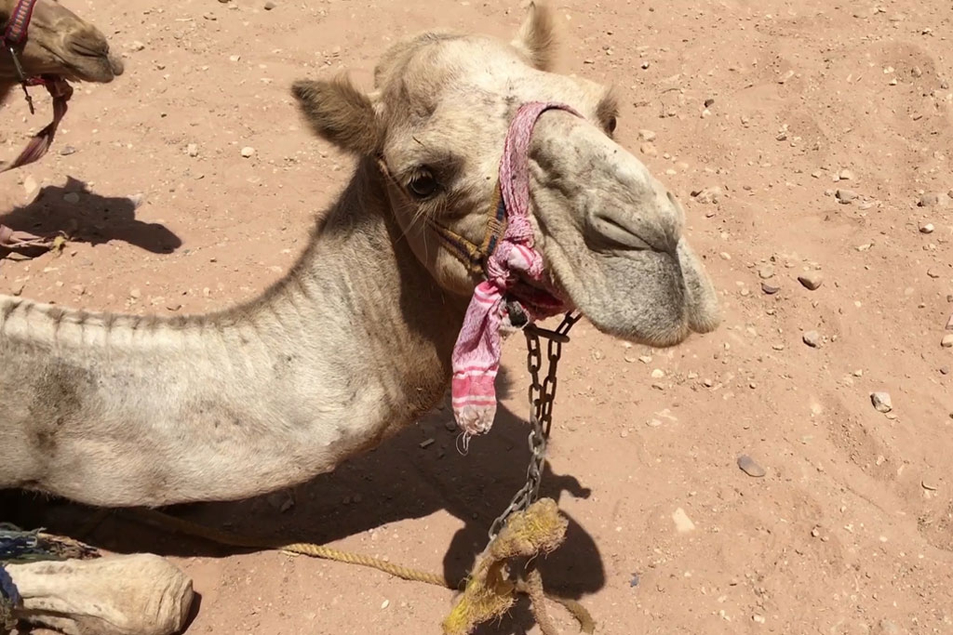 Maltrattamenti animali a Petra, in Giordania