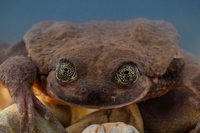 La rana più sola del mondo ha trovato una compagna, c’è speranza per la specie