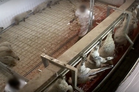 Viterbo, pecore e capre uccise senza stordimento e torturate, la denuncia di Animal Equality