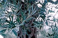 Pratiche agricole: la difesa dell’olivo