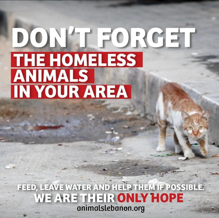 Beirut appello per animali