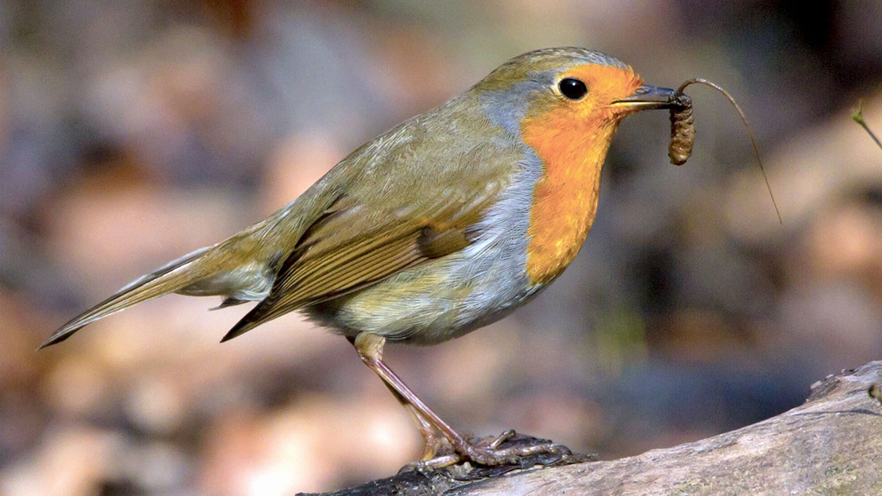 In natura, sceglie la donna