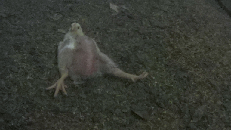 allevamenti polli italiani