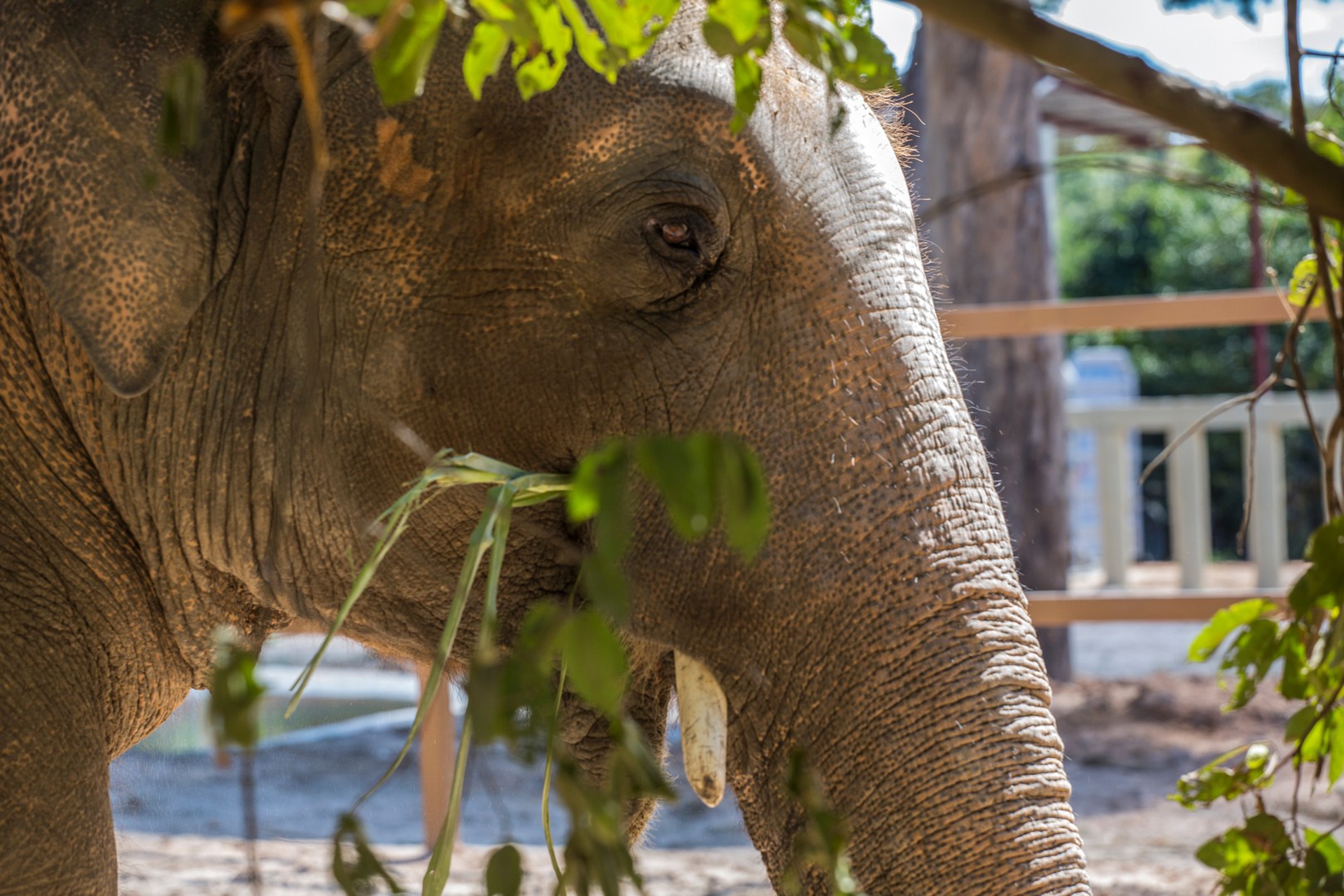 l'elefante Kaavan nella sua nuova casa in Cambogia