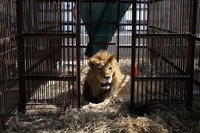 33 leoni tornano in Africa dopo anni di prigionia nei circhi