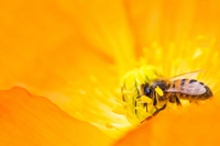 20 maggio, Bee my Future spegne le sue prime dieci candeline