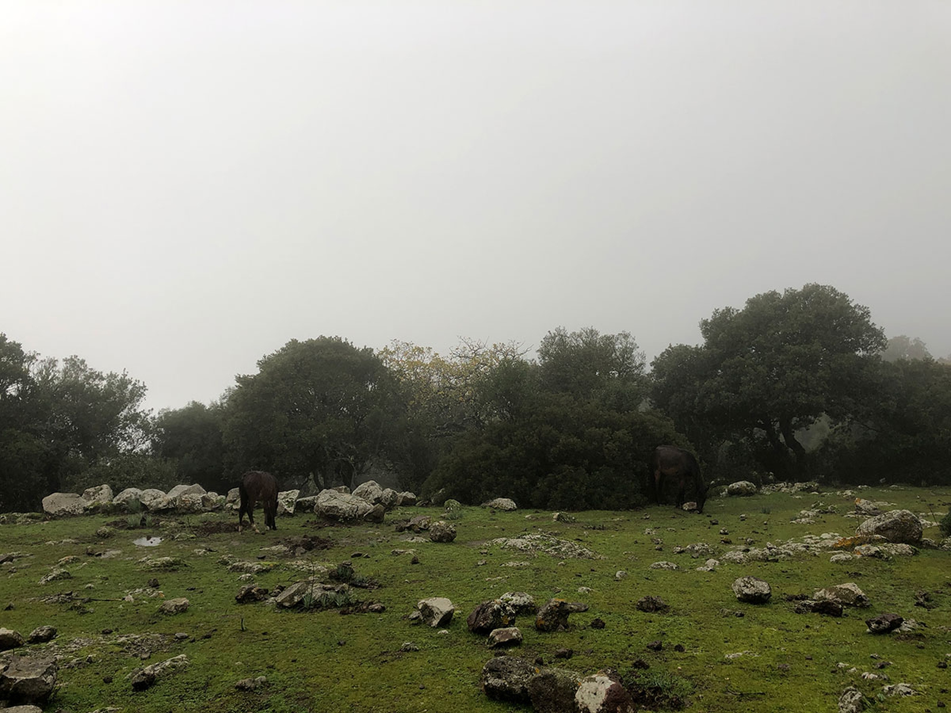 I cavallini della giara