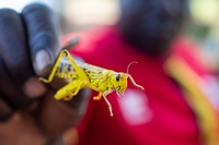 Etiopia, un milione di persone in crisi alimentare per colpa delle cavallette