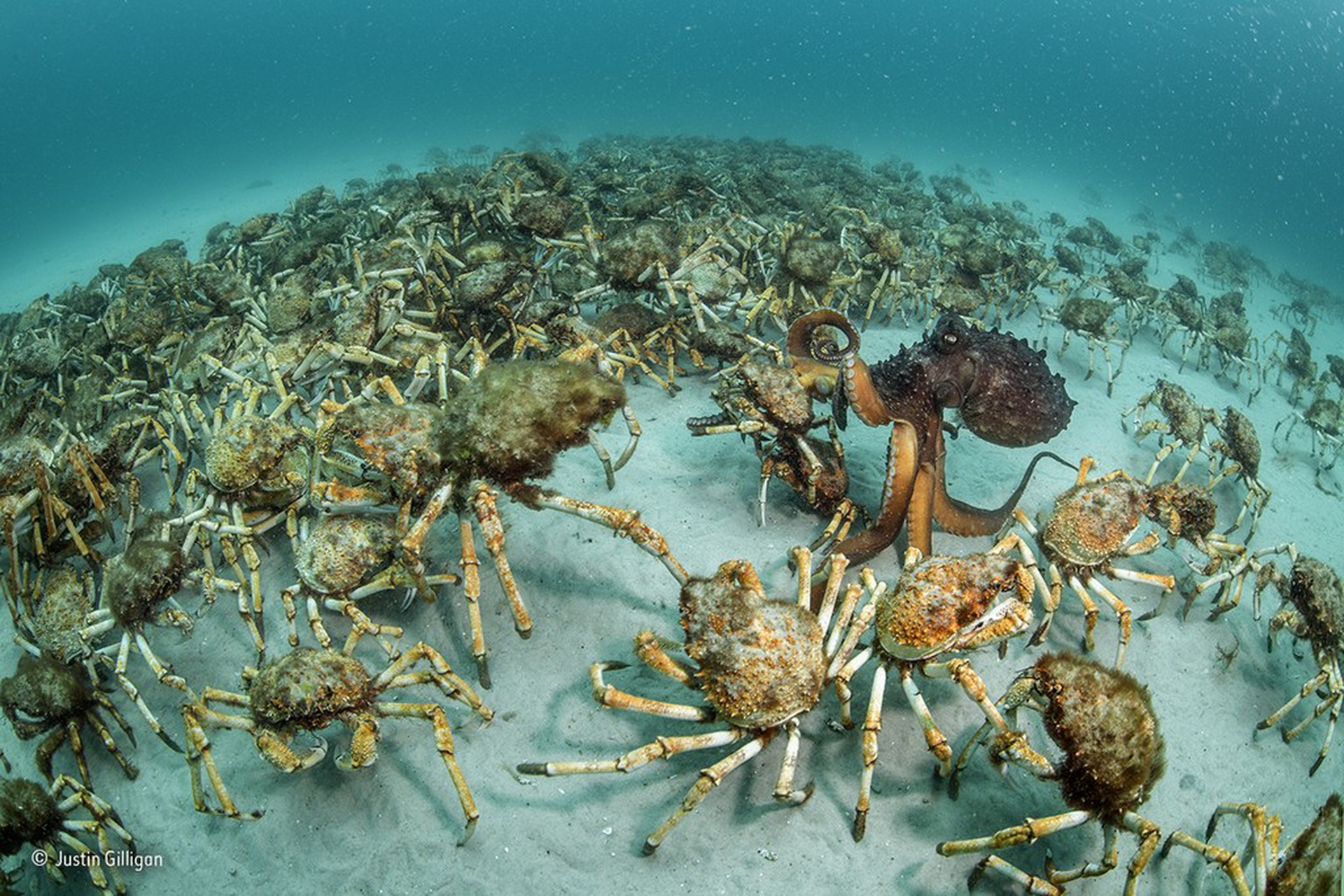 Crab surprise © Justin Gilligan/Wildlife Photographer of the Year